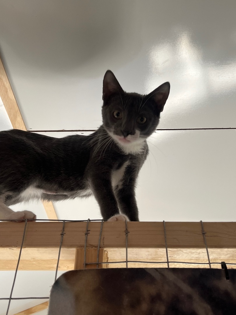 Enlarge Buddy, a Adopted Domestic Short Hair in Baltimore, MD image 1/5