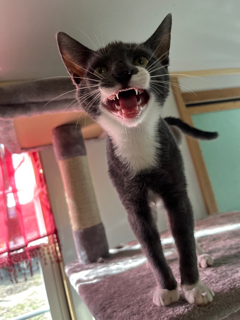 Enlarge Buddy, a Adopted Domestic Short Hair in Baltimore, MD image 2/5