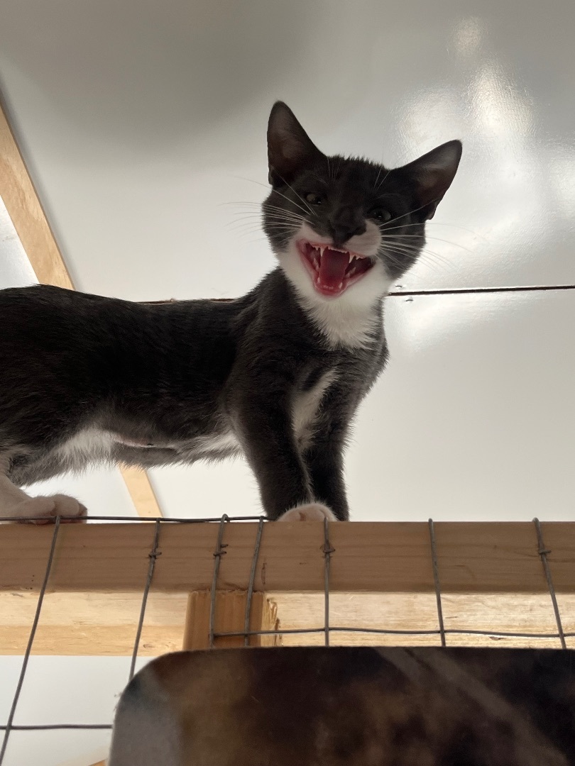 Enlarge Buddy, a Adopted Domestic Short Hair in Baltimore, MD image 3/5