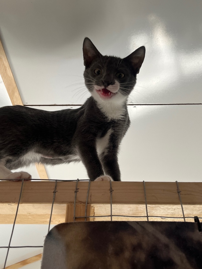 Enlarge Buddy, a Adopted Domestic Short Hair in Baltimore, MD image 4/5