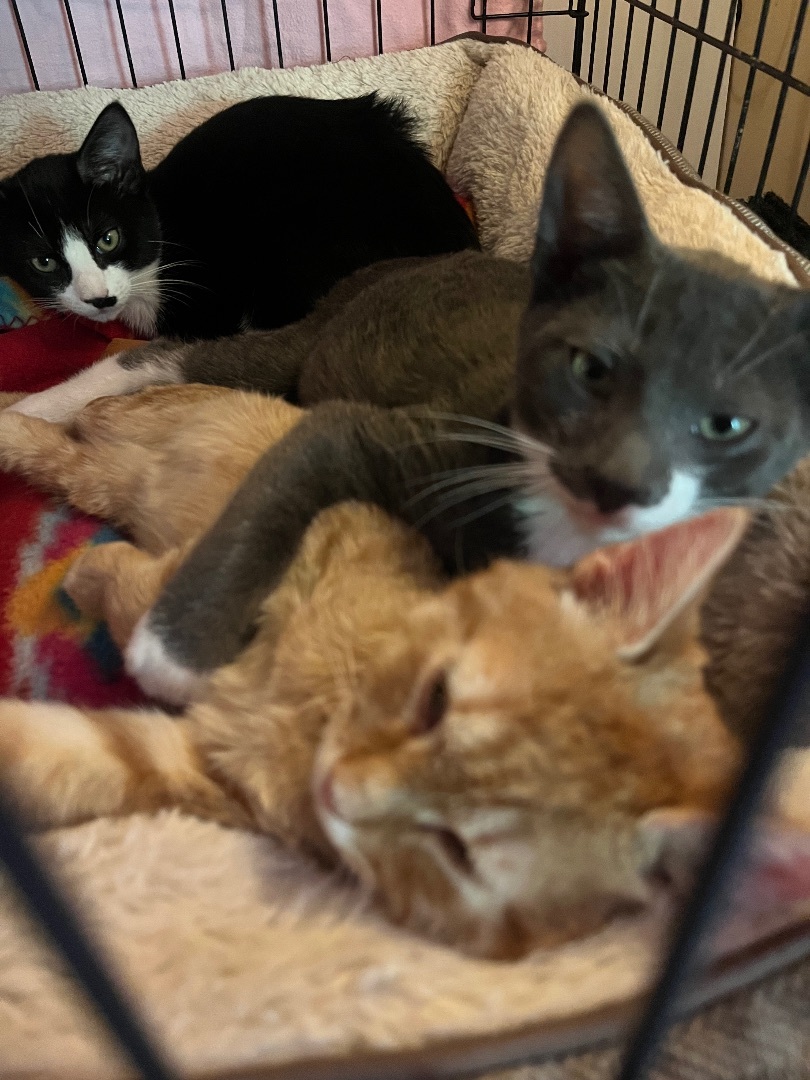 Enlarge Buddy, a Adopted Domestic Short Hair in Baltimore, MD image 5/5