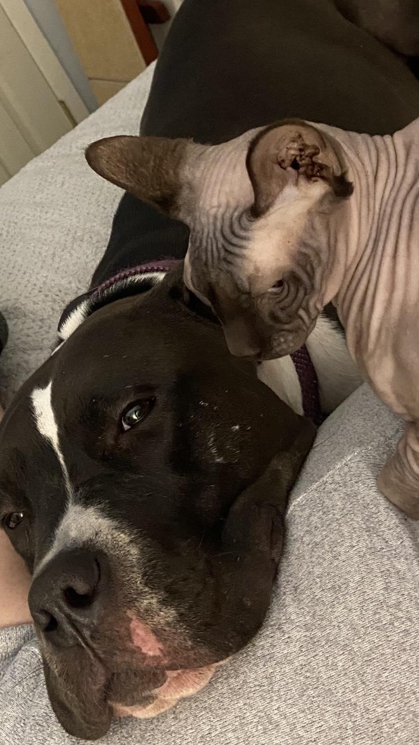 Brody, Adopted, Adult Male Pit Bull Terrier.