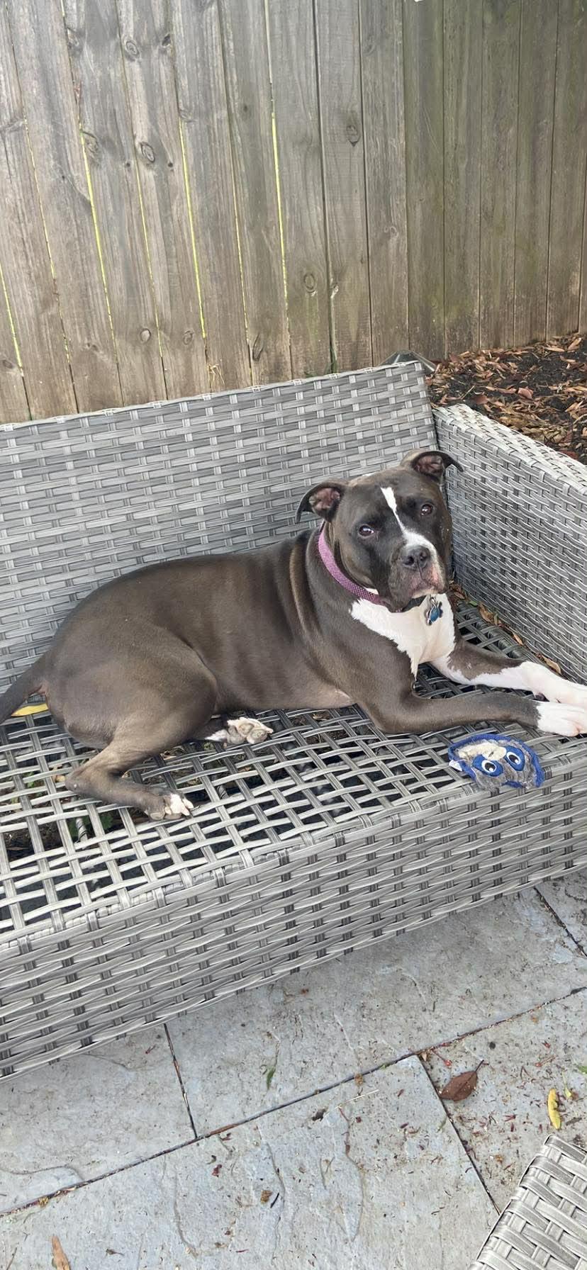 Brody, a Adopted Pit Bull Terrier in Arlee, MT image 5/5