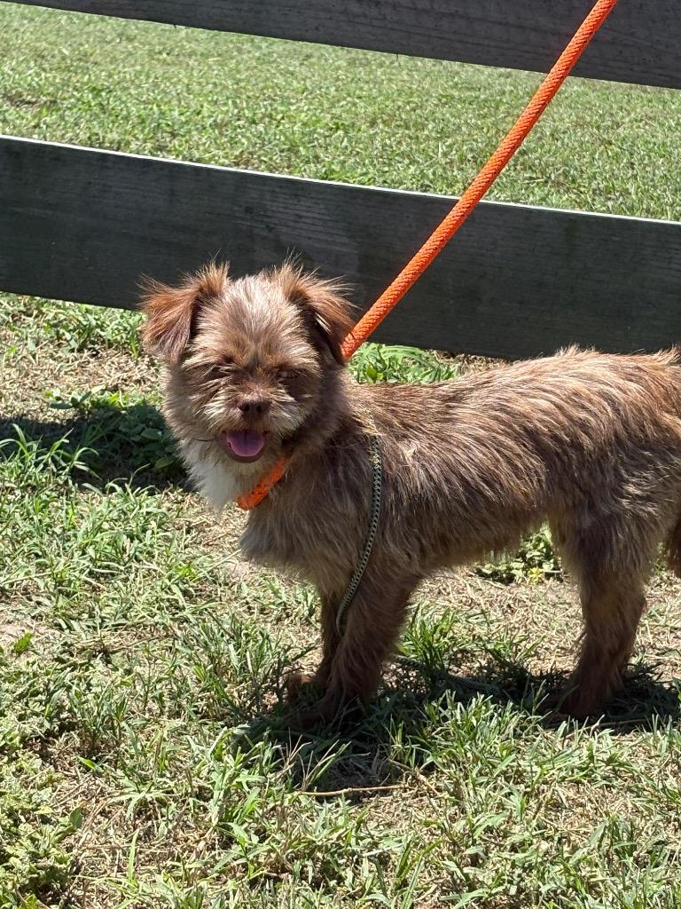 Gizzi, Adopted, Adult Female Affenpinscher & Shih Tzu.