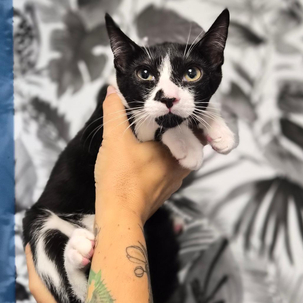 Vindaloo, Adoptable, Kitten Male Domestic Short Hair.