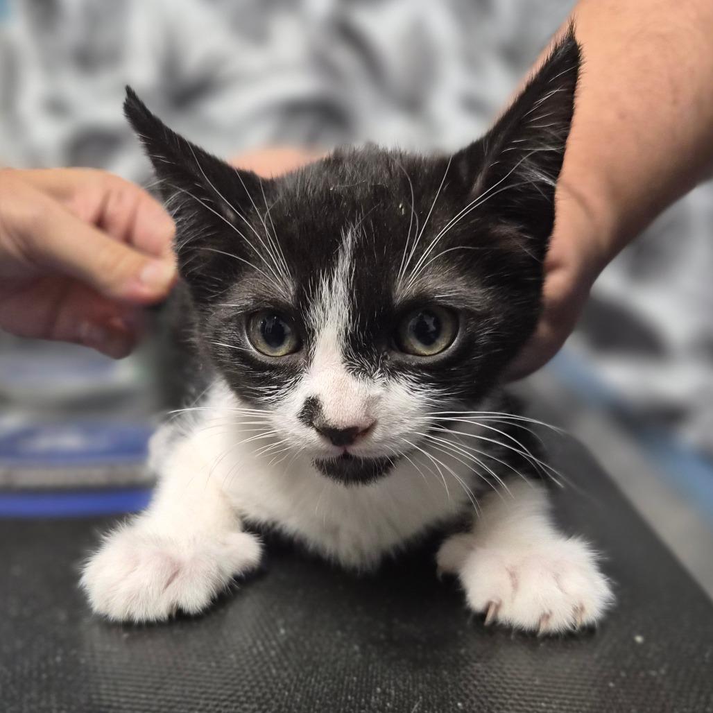 Vindaloo, a Adoptable Domestic Short Hair in Wahiawa, HI image 2/2