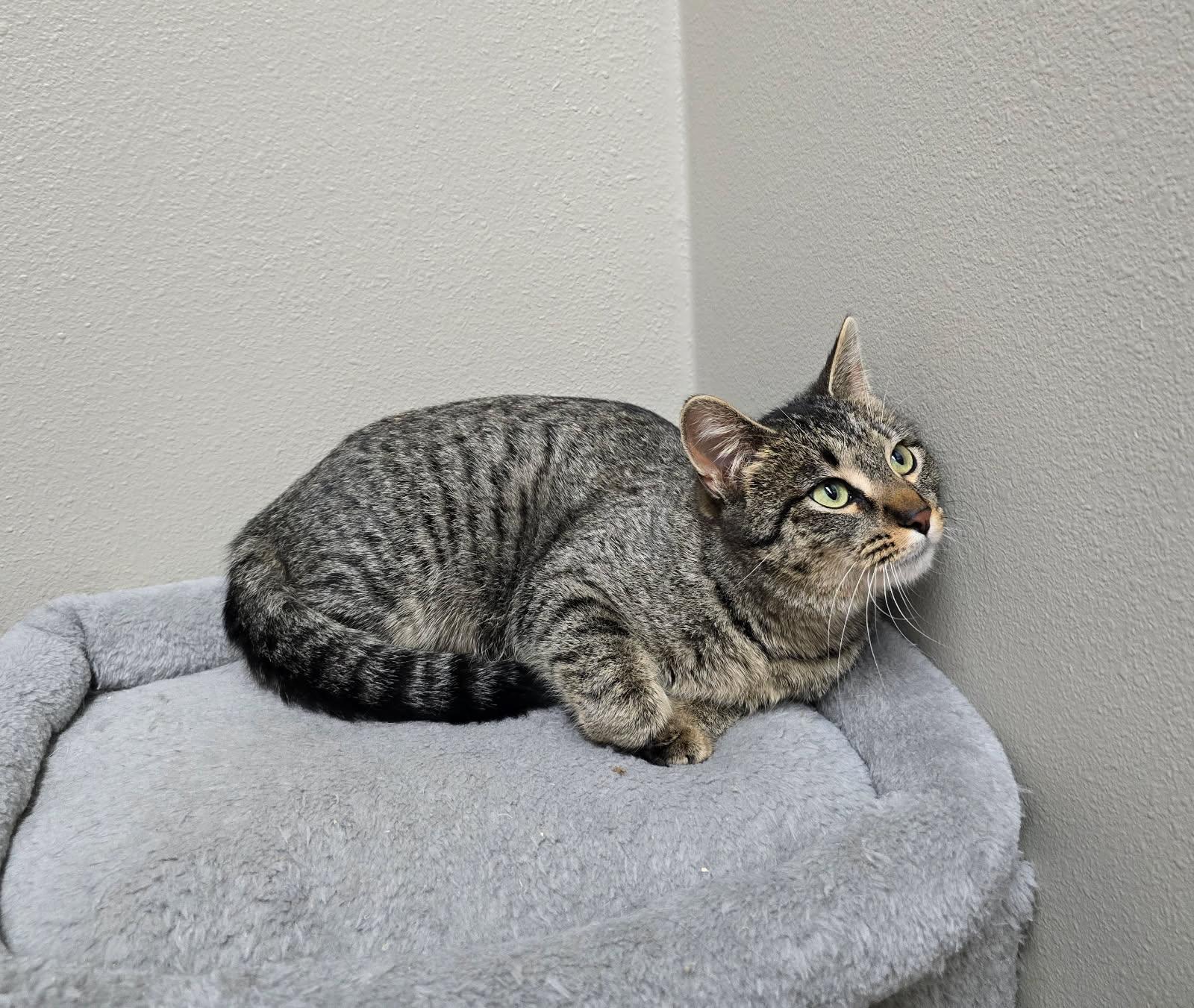 Scatter, an adoptable Tabby in Spooner, WI, 54801 | Photo Image 2
