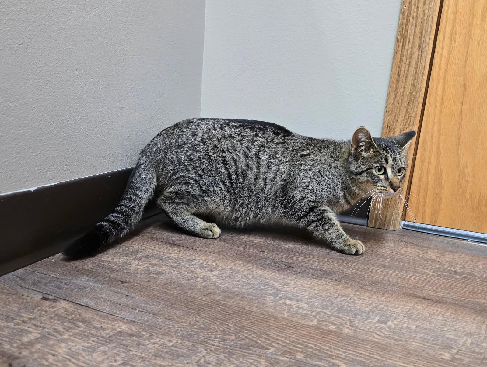 Scatter, an adoptable Tabby in Spooner, WI, 54801 | Photo Image 3