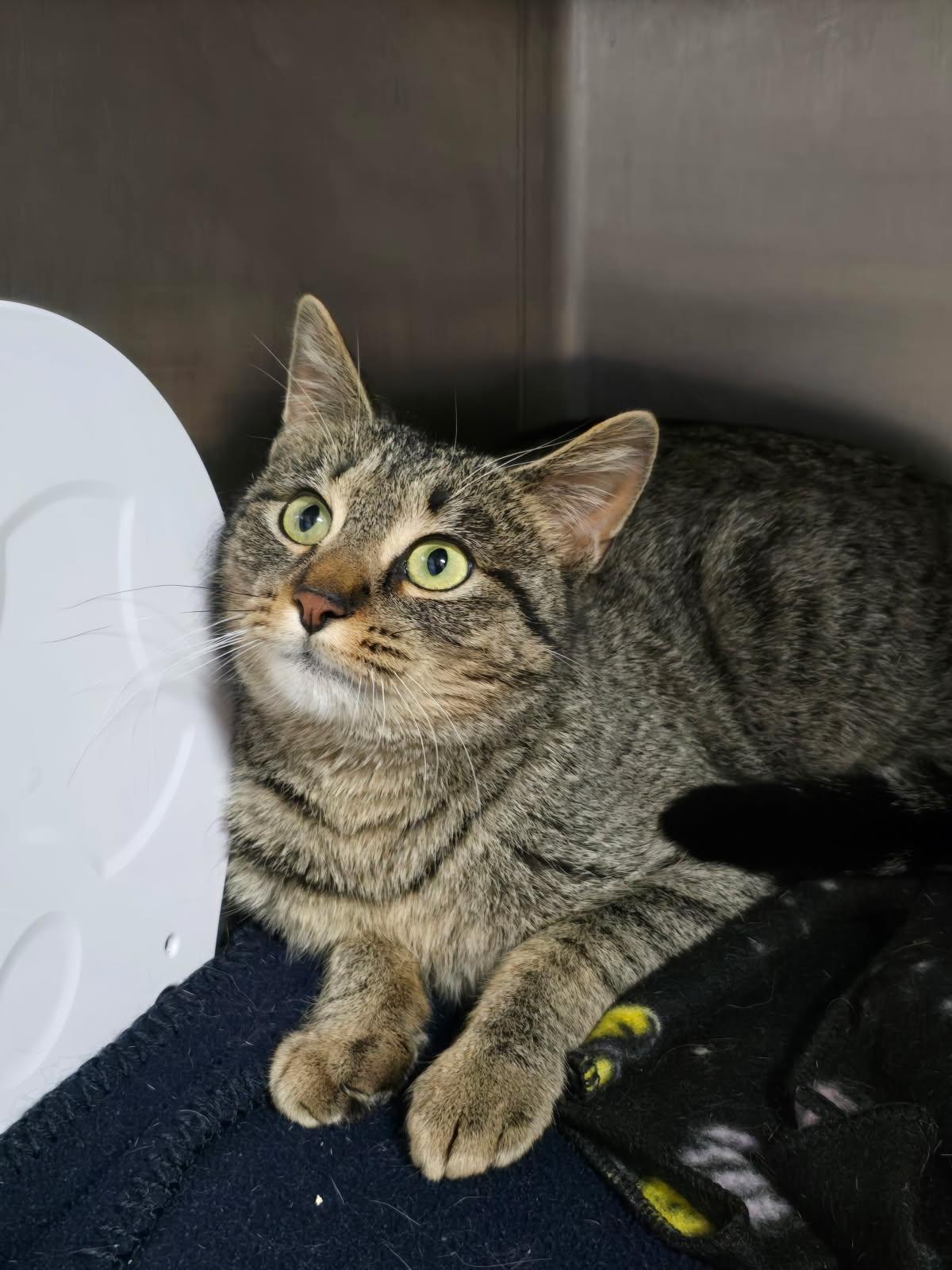 Scatter, an adoptable Tabby in Spooner, WI, 54801 | Photo Image 1