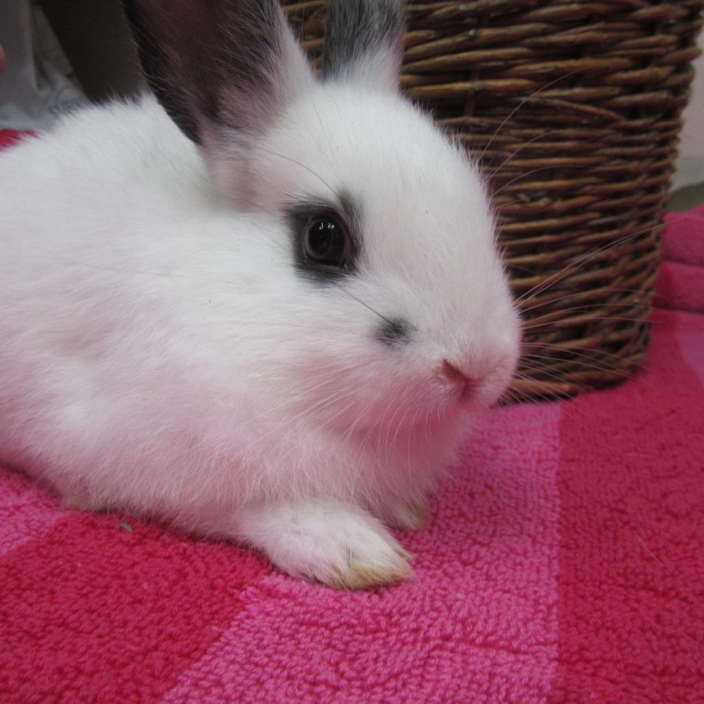 Poppy, Adoptable, Young Female Hotot.