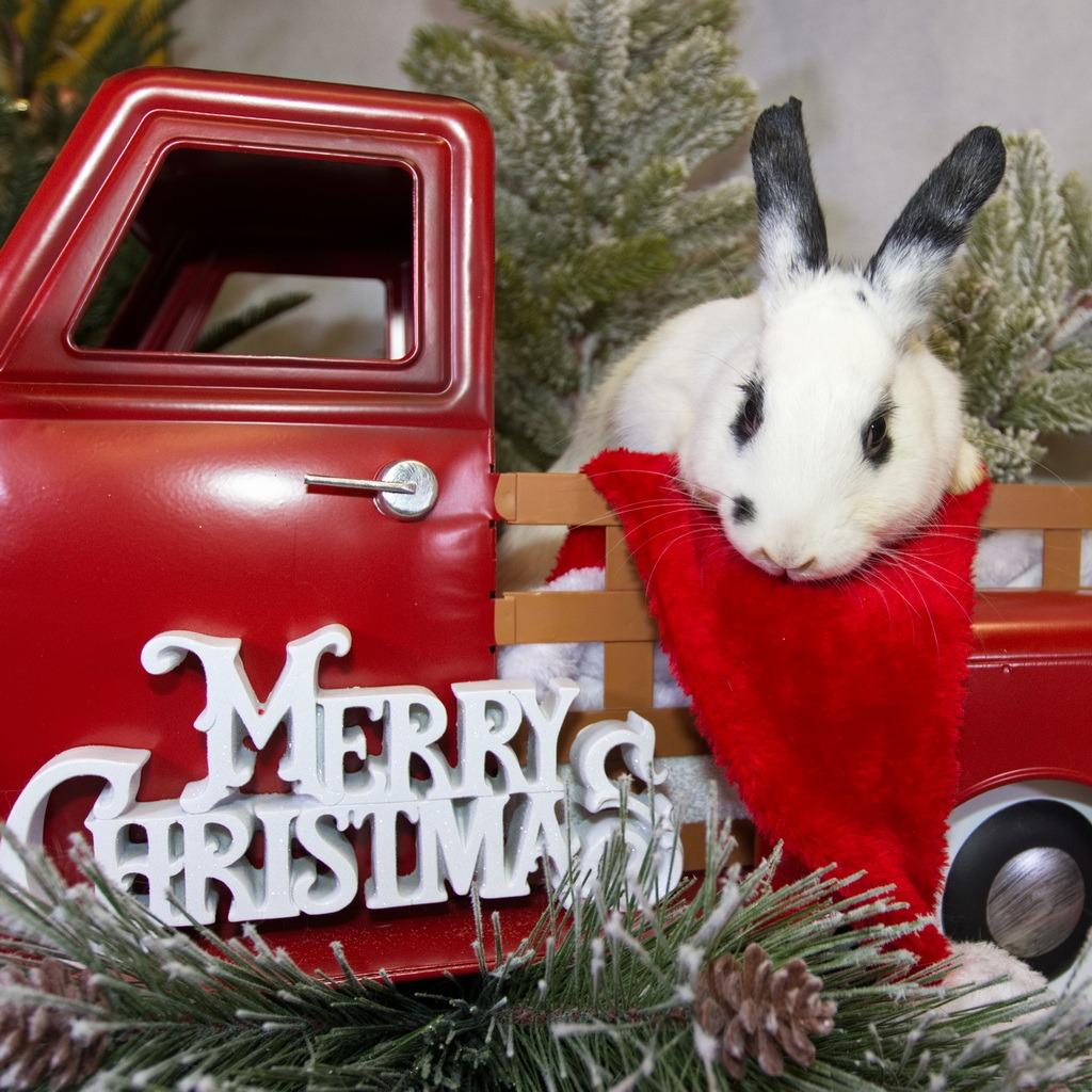 Enlarge Poppy, a Adoptable Hotot in Newport, PA image 2/5