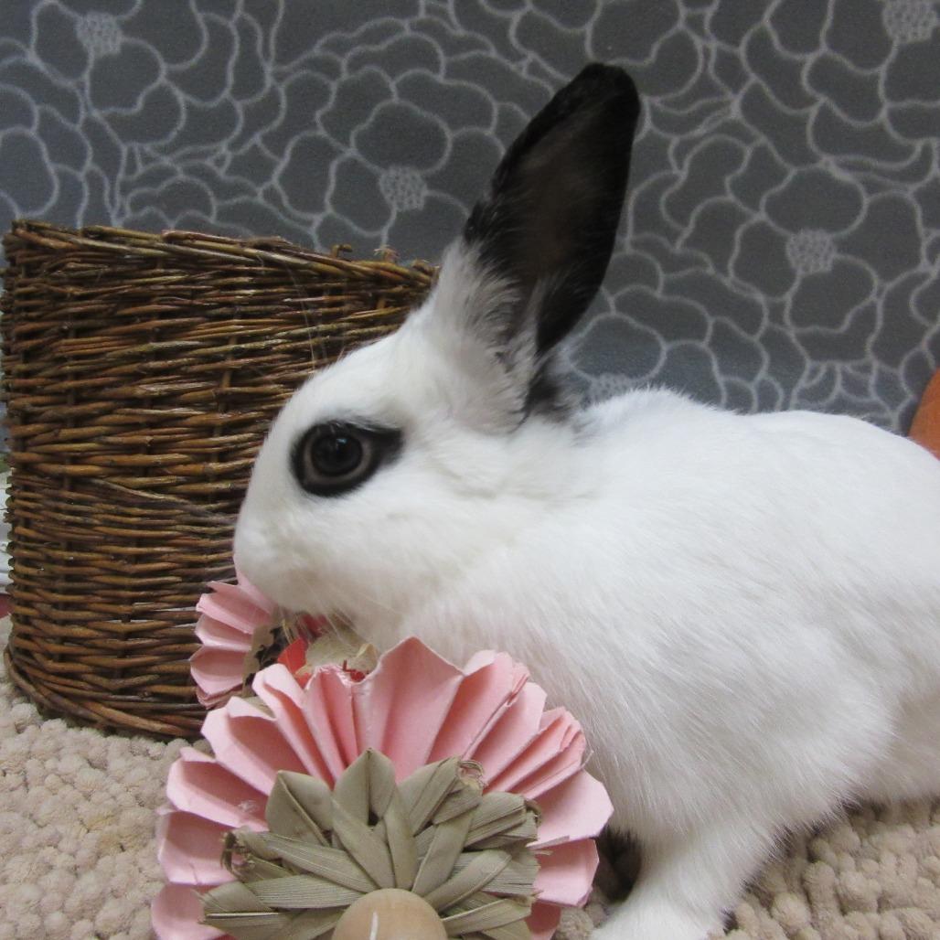 Enlarge Poppy, a Adoptable Hotot in Newport, PA image 3/5