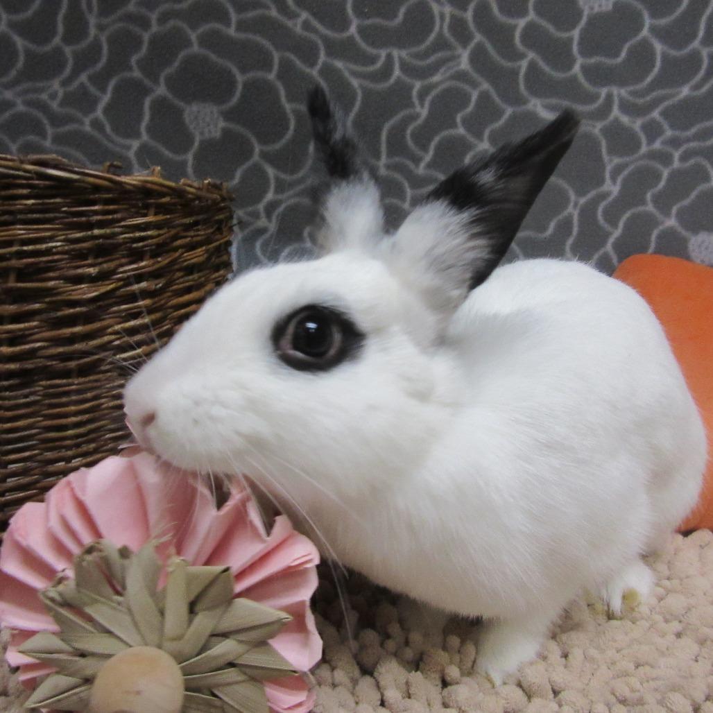 Enlarge Poppy, a Adoptable Hotot in Newport, PA image 4/5