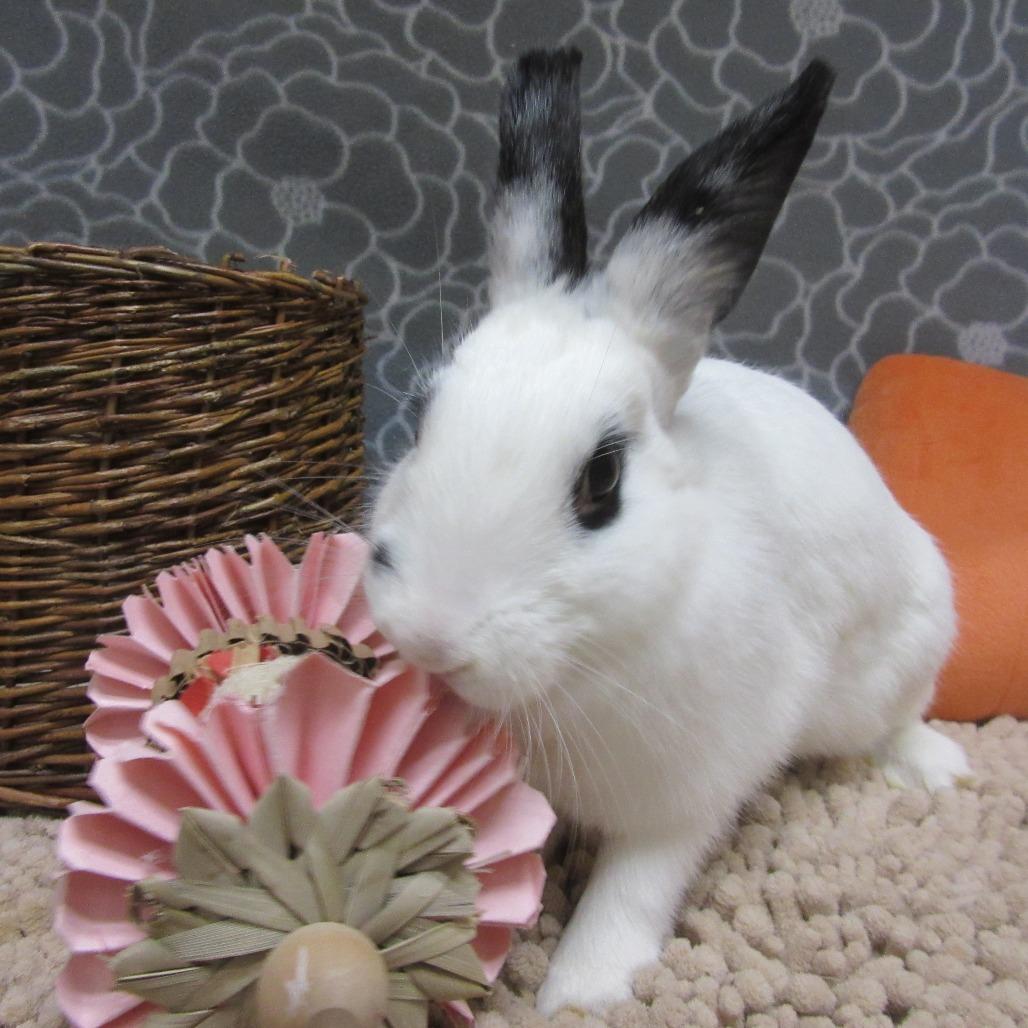 Enlarge Poppy, a Adoptable Hotot in Newport, PA image 5/5