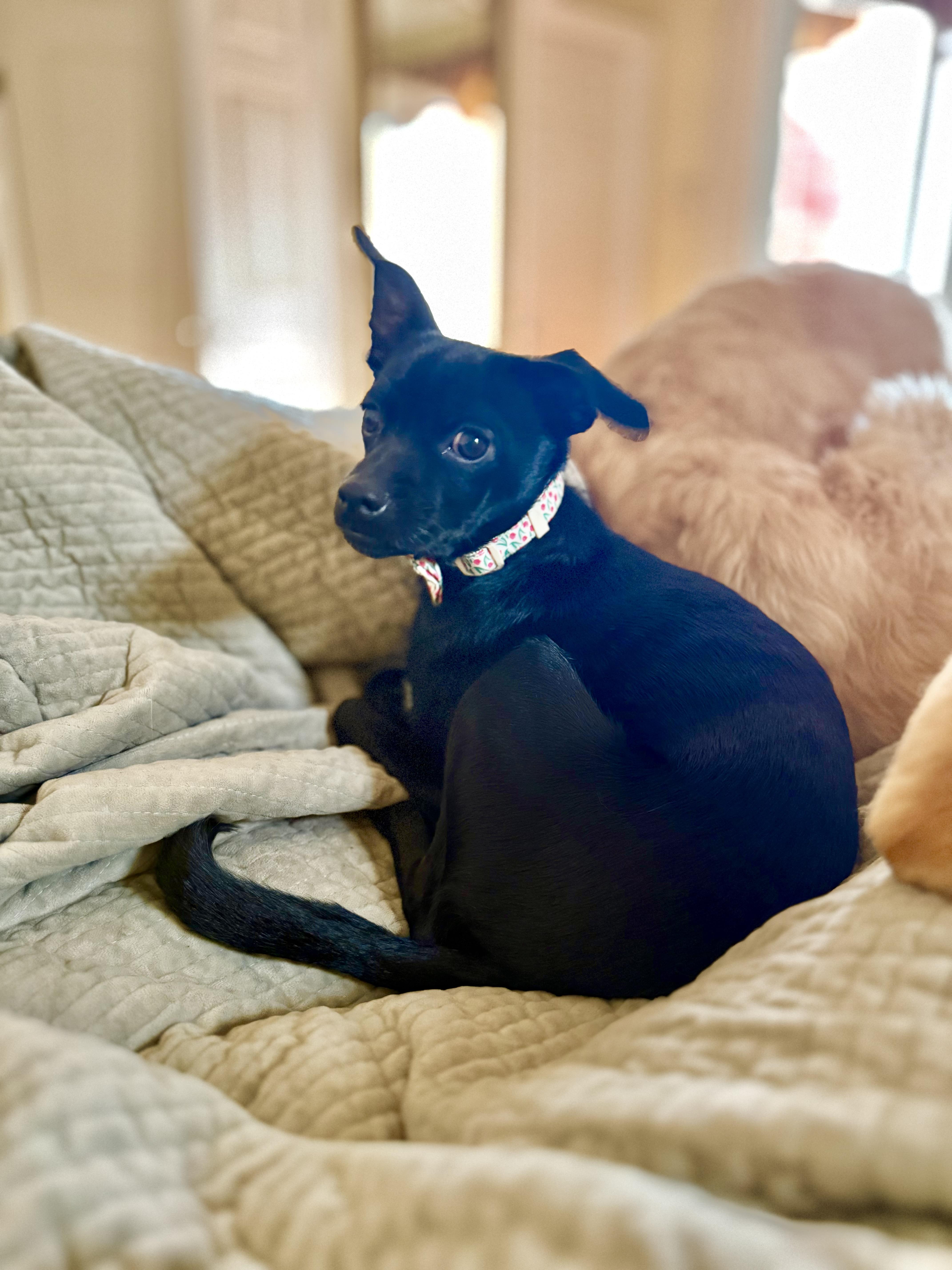 Enlarge Mikela , an adopted mixed breed in Nanuet, NY image 3/6