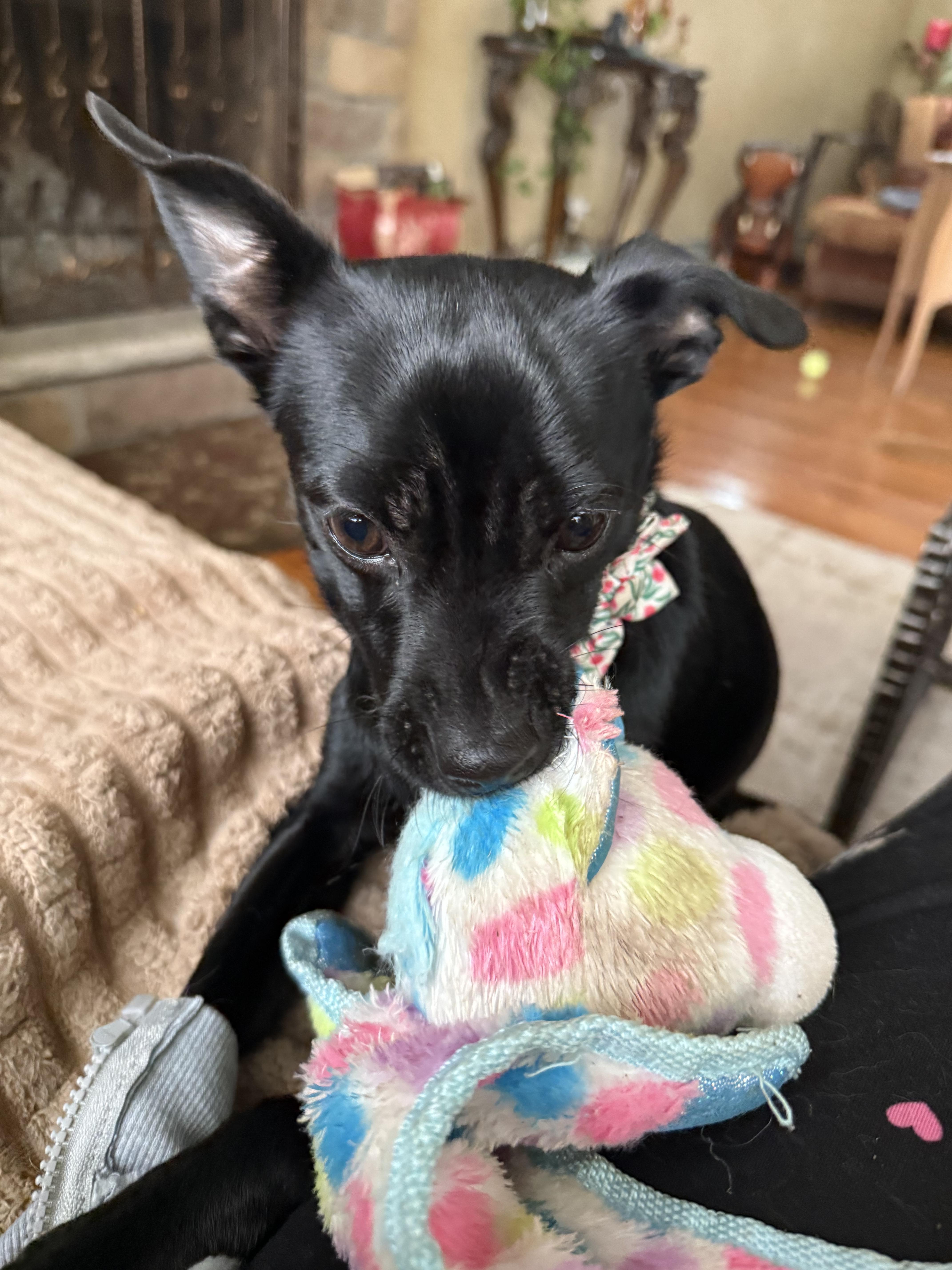 Enlarge Mikela , an adopted mixed breed in Nanuet, NY image 4/6