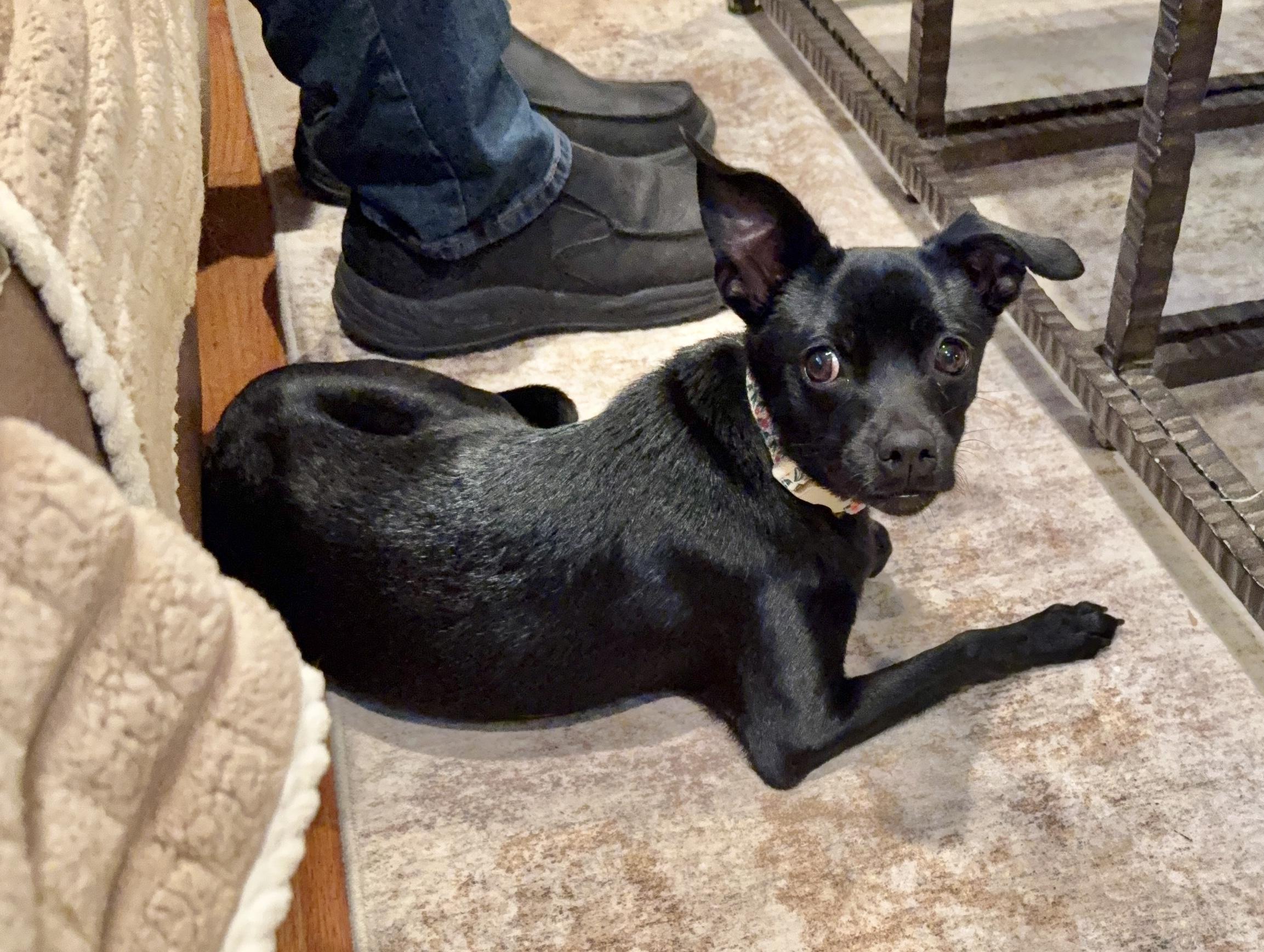 Enlarge Mikela , an adopted mixed breed in Nanuet, NY image 5/6