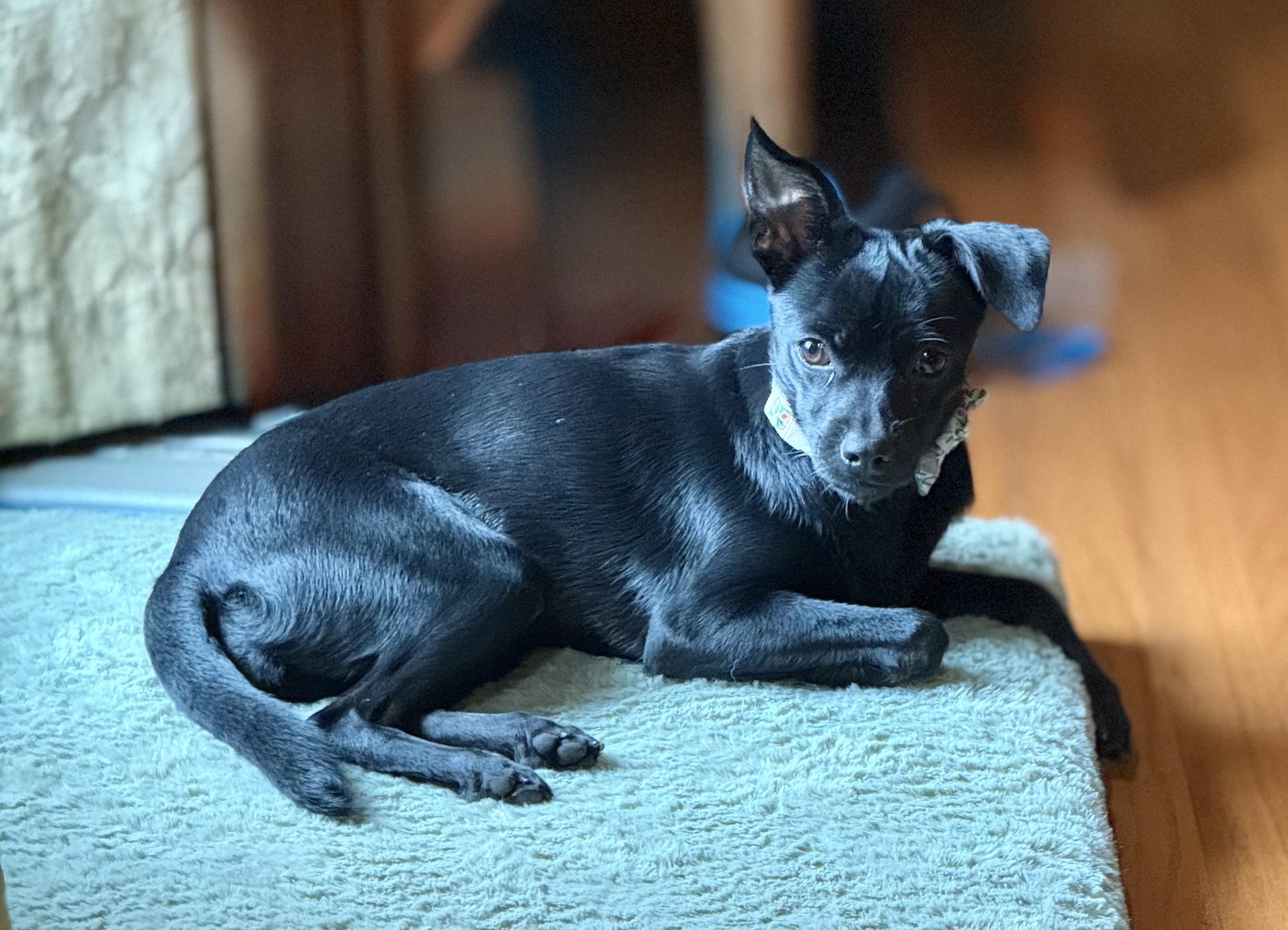 Enlarge Mikela , an adopted mixed breed in Nanuet, NY image 6/6