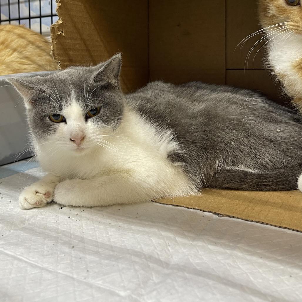 Enlarge May, a Adoptable Domestic Short Hair in Corbin, KY image 1/1