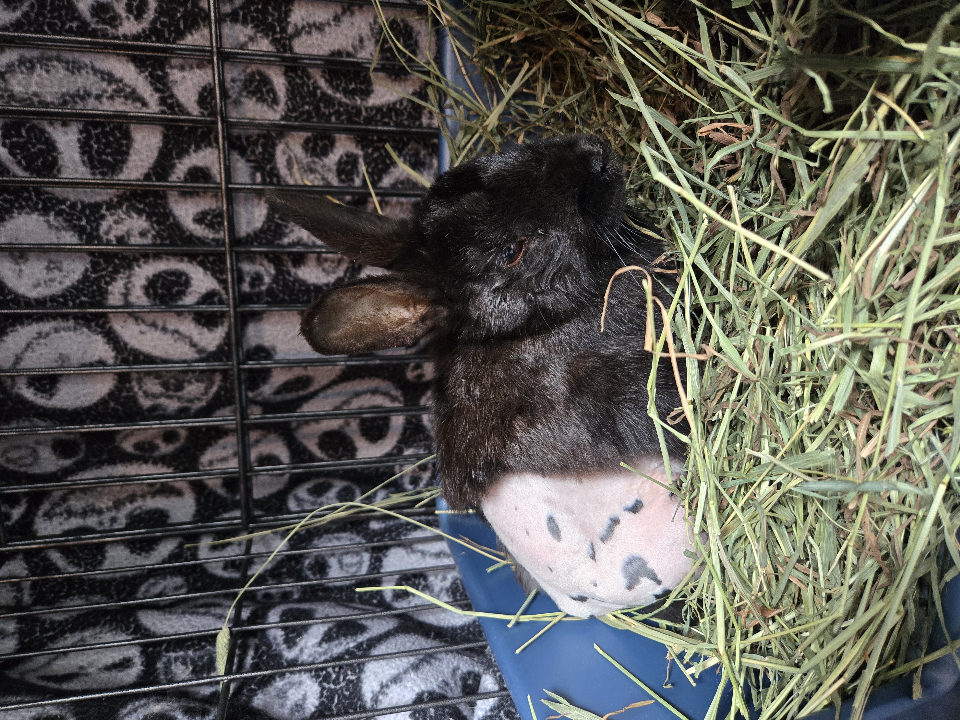 Maxwell (South Surrey), Adoptable, Adult Male Bunny Rabbit.