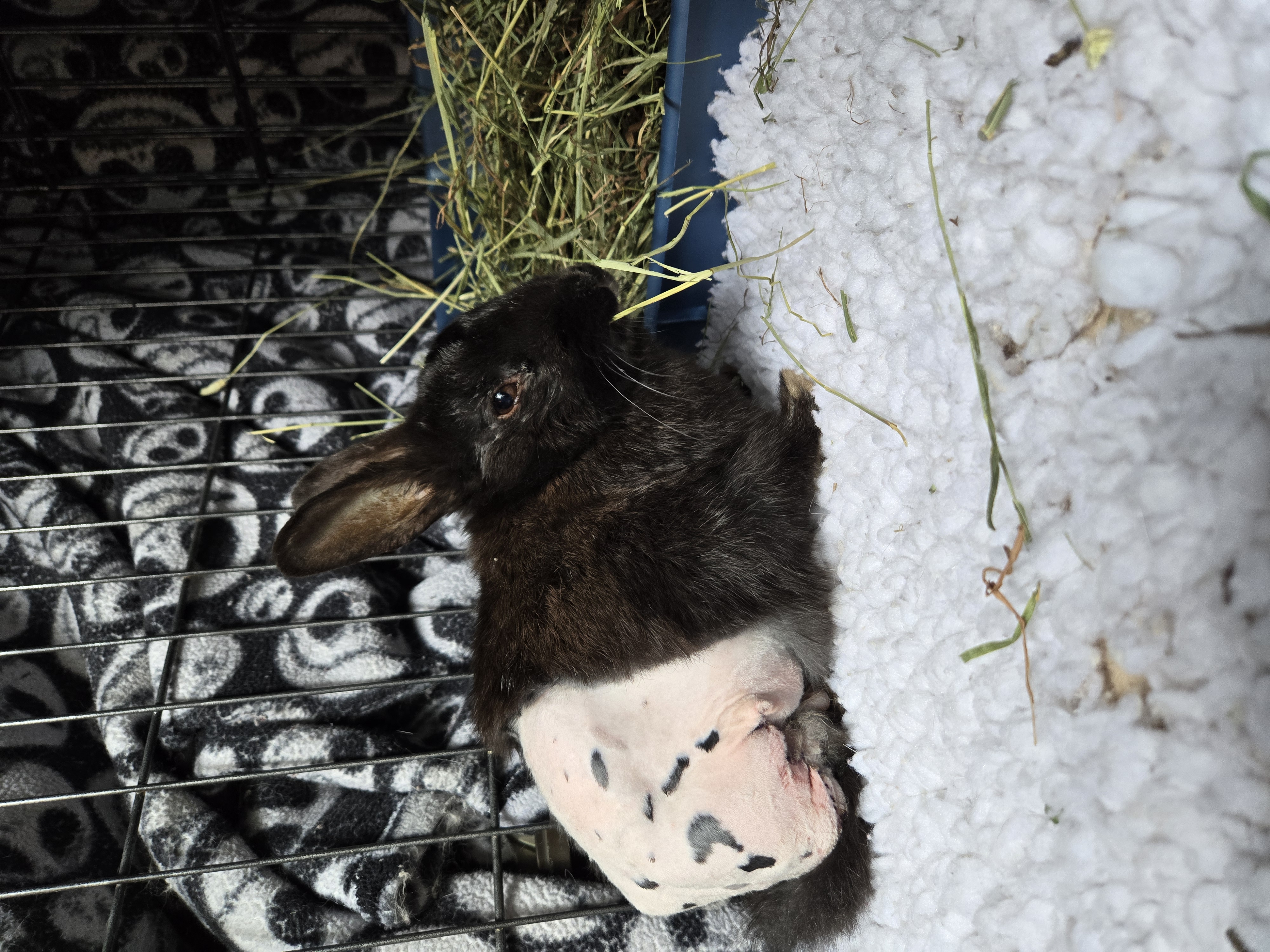 Enlarge Maxwell (South Surrey), a Adoptable Bunny Rabbit in Vancouver, BC image 2/5