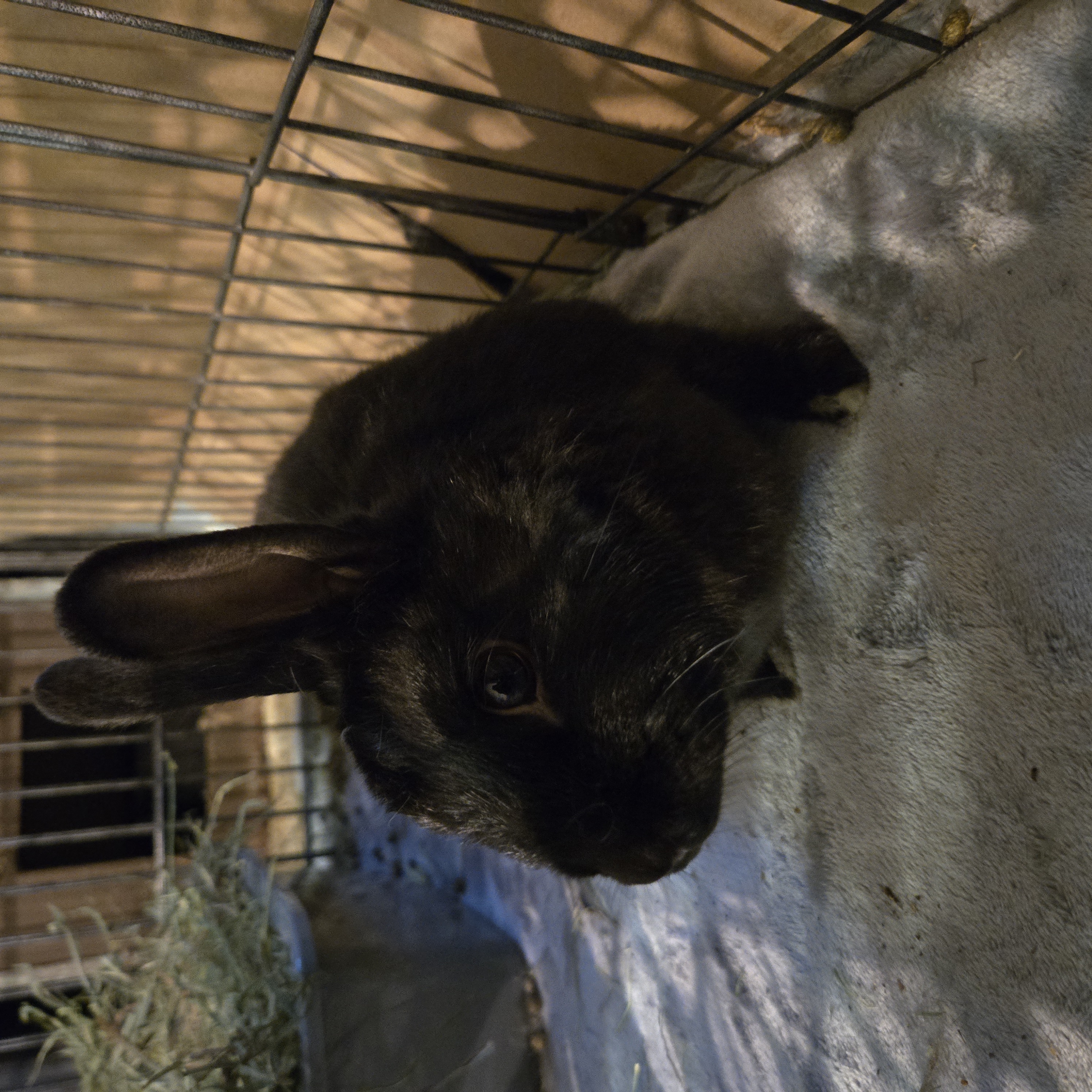 Enlarge Maxwell (South Surrey), a Adoptable Bunny Rabbit in Vancouver, BC image 3/5