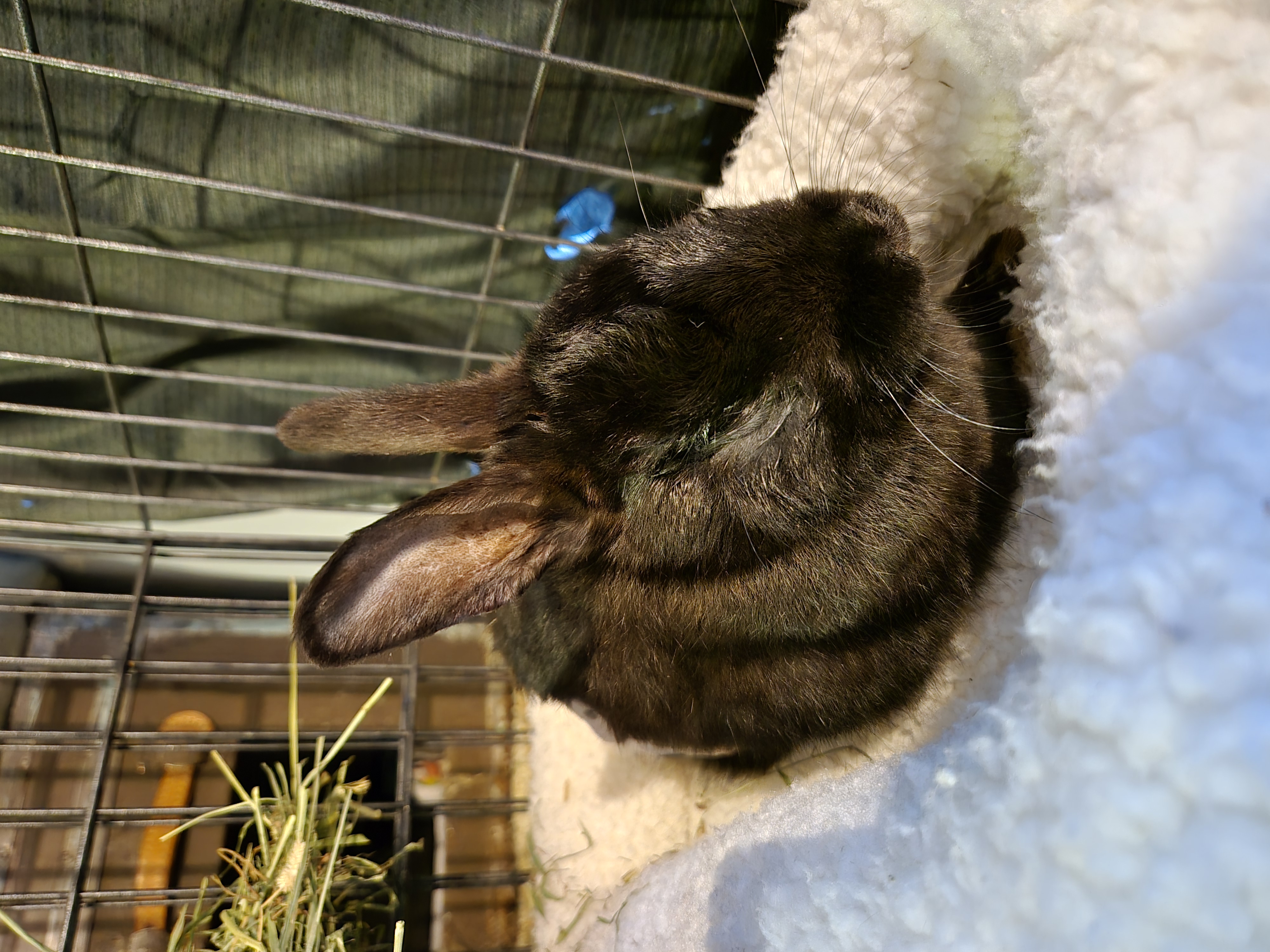 Enlarge Maxwell (South Surrey), a Adoptable Bunny Rabbit in Vancouver, BC image 4/5