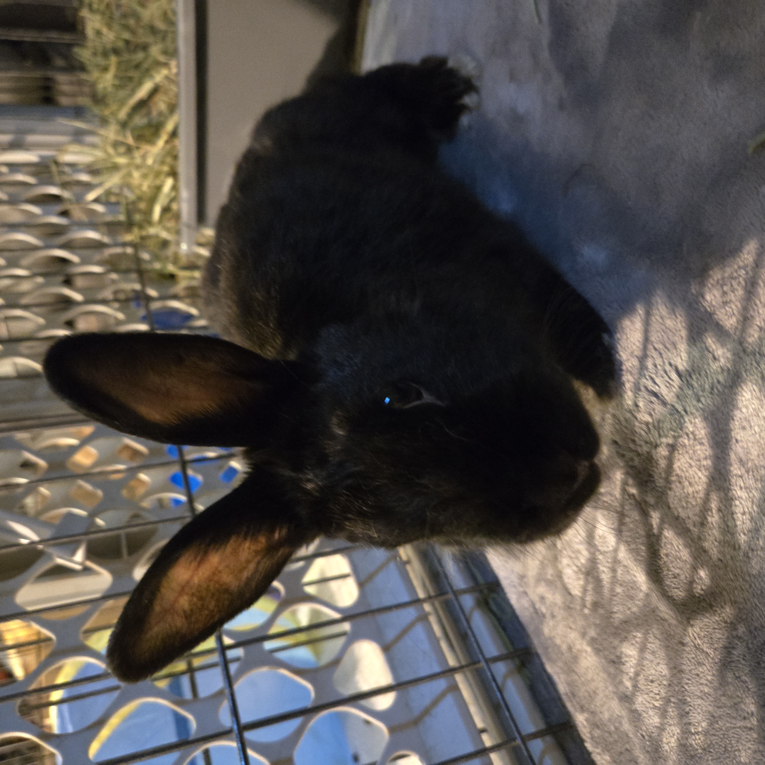 Enlarge Maxwell (South Surrey), a Adoptable Bunny Rabbit in Vancouver, BC image 5/5