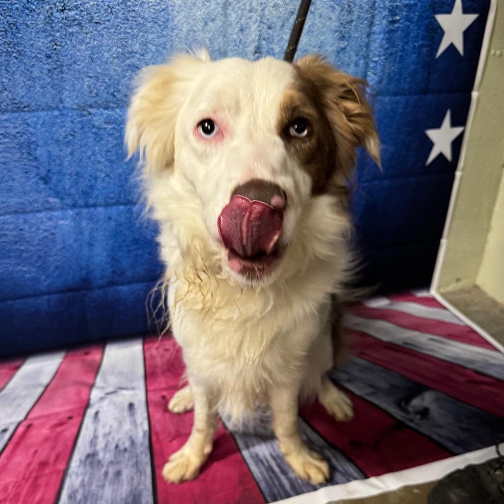 Ollie, Adoptable, Adult Male Australian Shepherd & Mixed Breed.