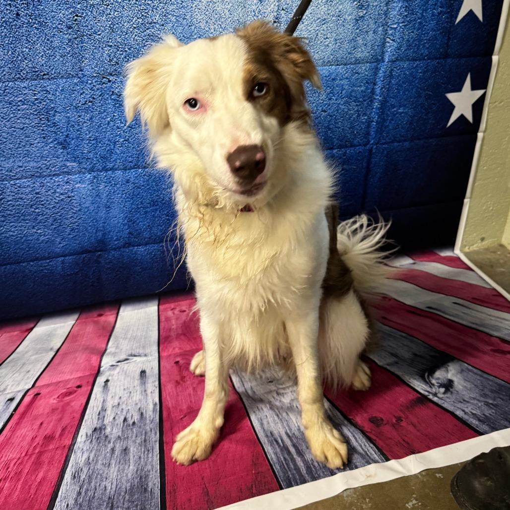 Enlarge Ollie, a Adoptable mixed breed in Eureka Springs, AR image 2/6