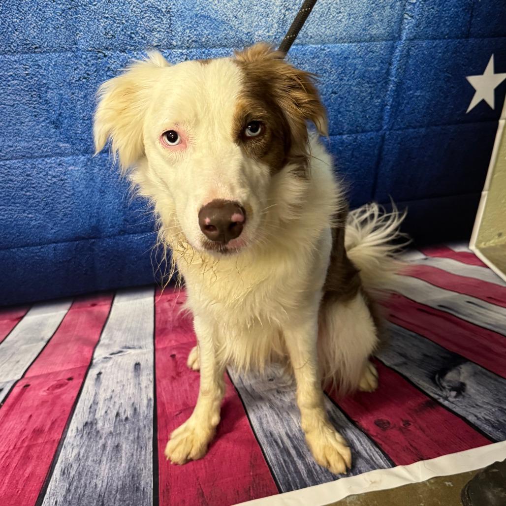 Enlarge Ollie, a Adoptable mixed breed in Eureka Springs, AR image 3/6