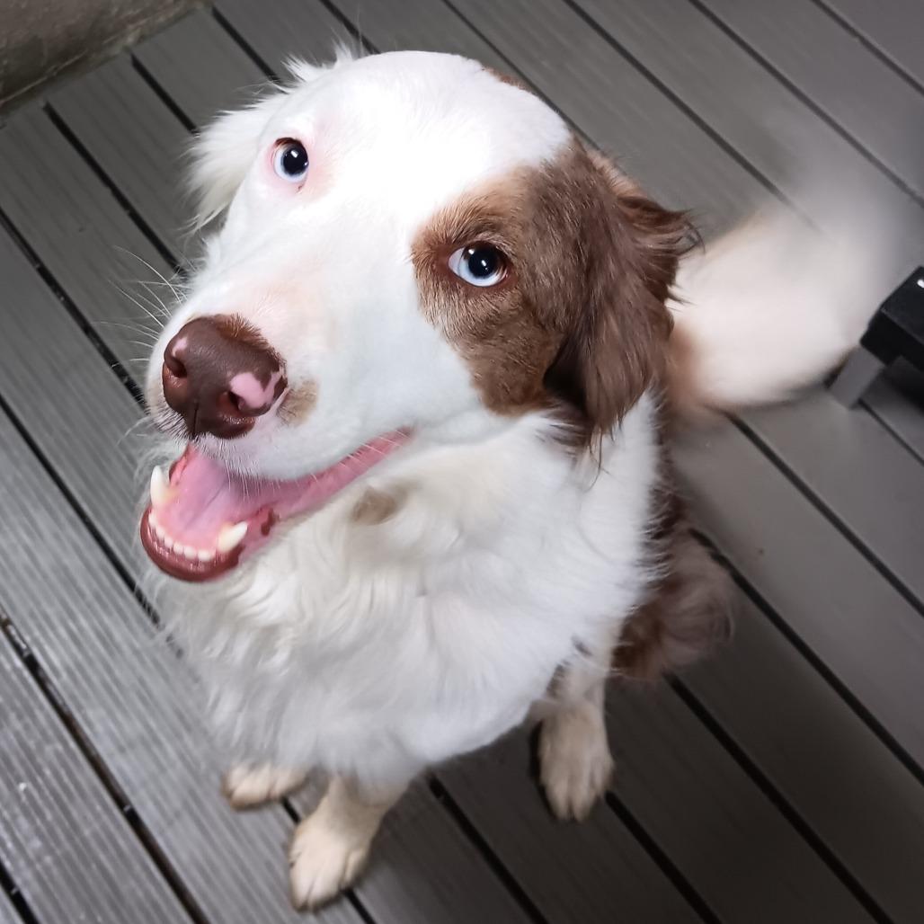 Enlarge Ollie, a Adoptable mixed breed in Eureka Springs, AR image 4/6