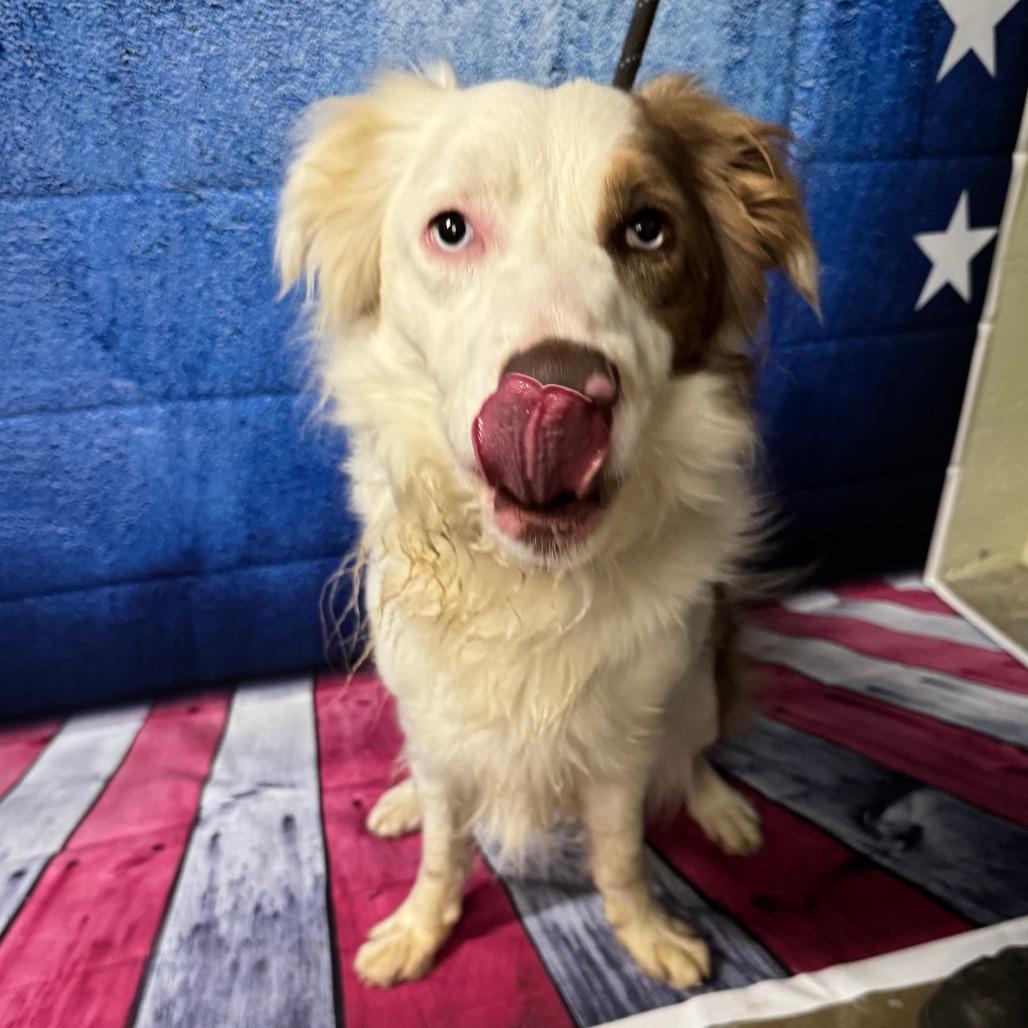 Enlarge Ollie, a Adoptable mixed breed in Eureka Springs, AR image 5/6
