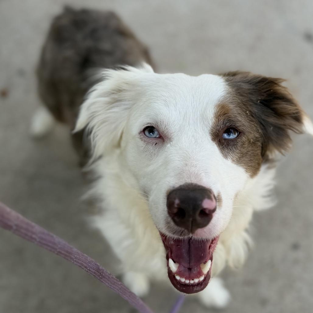 Enlarge Ollie, a Adoptable mixed breed in Eureka Springs, AR image 6/6