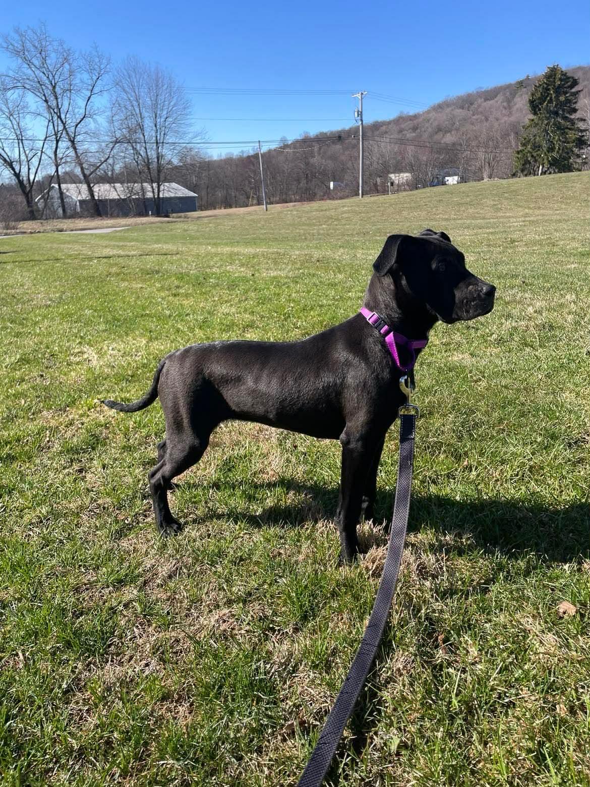 Enlarge Olivia, a ADOPTABLE Mixed Breed in Highland, NY image 3/3
