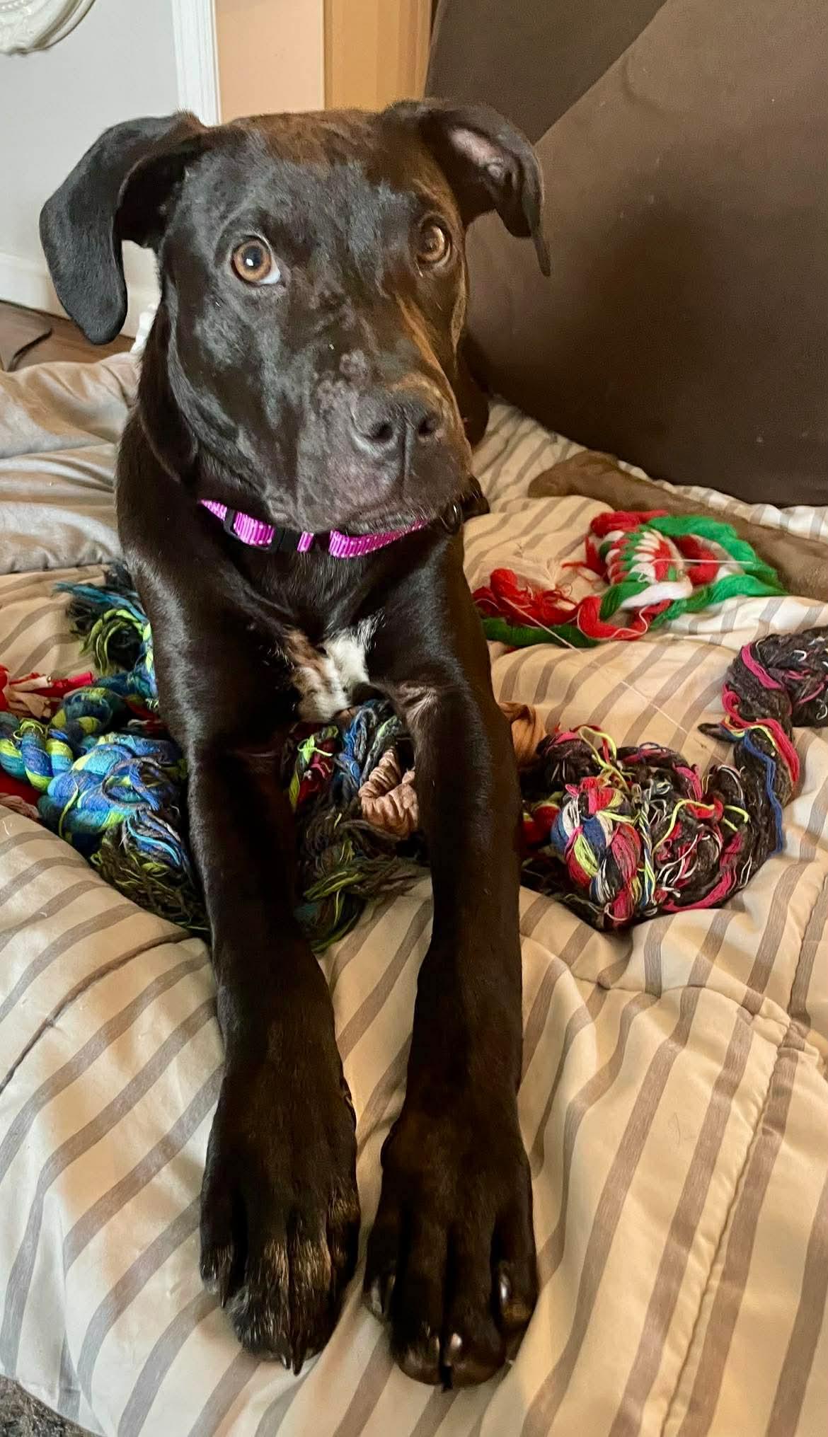 Olivia, an adopted Mixed Breed in Highland, NY image 1/4
