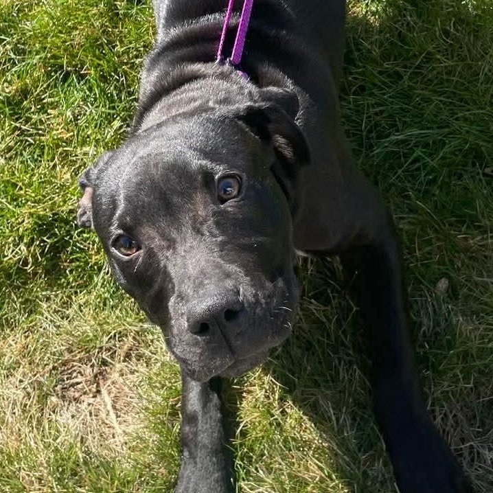 Enlarge Olivia, a ADOPTABLE Mixed Breed in Highland, NY image 2/3