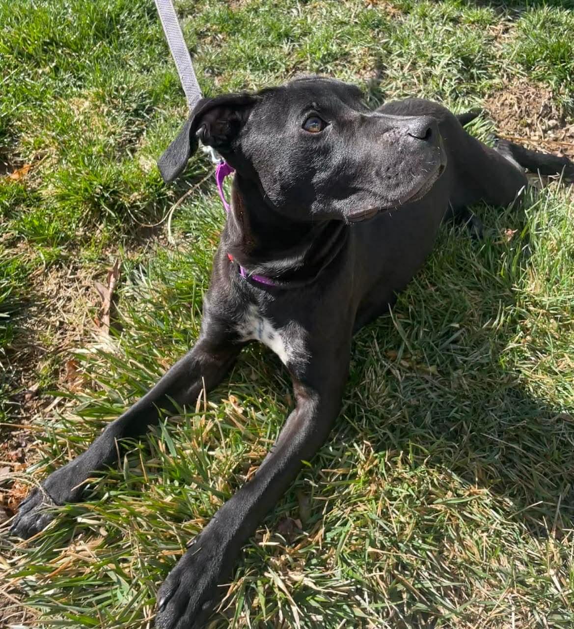 Enlarge Olivia, a ADOPTABLE Mixed Breed in Highland, NY image 1/3