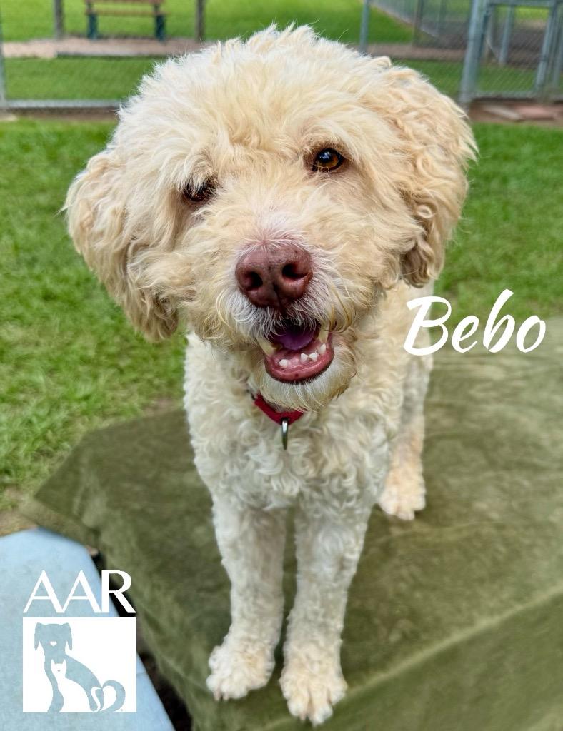 Enlarge Bebo, a Adoptable mixed breed in Magnolia, TX image 1/6