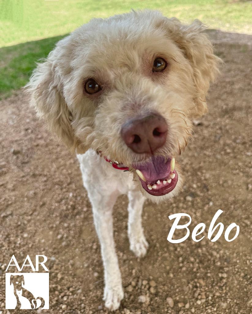 Bebo, Adoptable, Adult Male Poodle & Golden Retriever.
