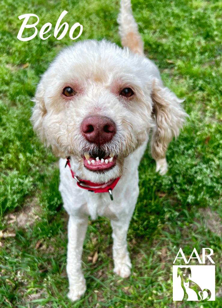 Enlarge Bebo, a Adoptable mixed breed in Magnolia, TX image 2/6