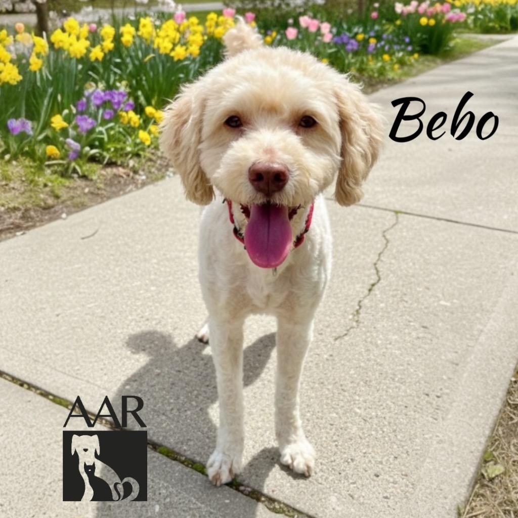 Enlarge Bebo, a Adoptable mixed breed in Magnolia, TX image 3/6