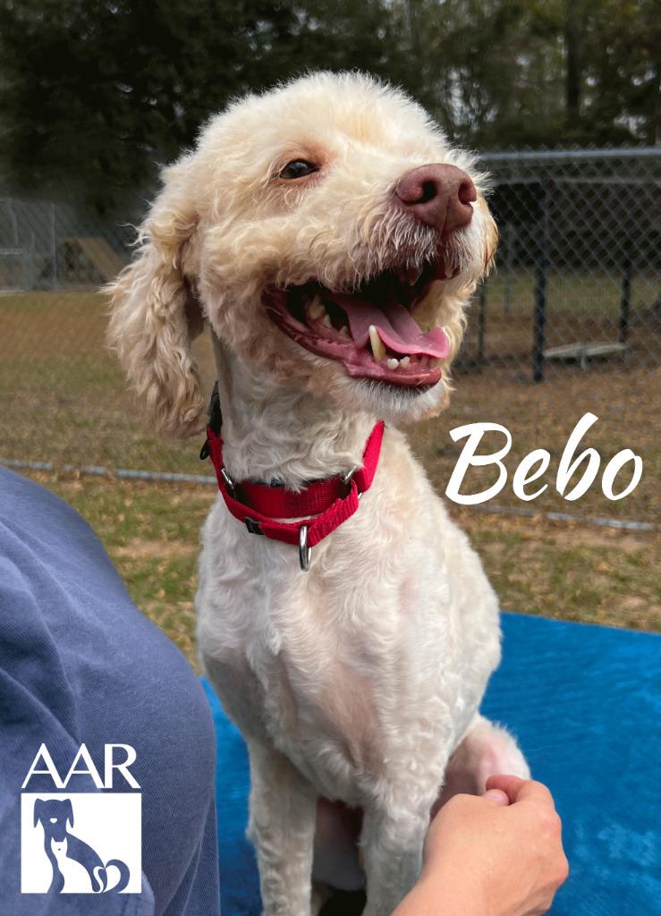 Enlarge Bebo, a Adoptable mixed breed in Magnolia, TX image 3/6