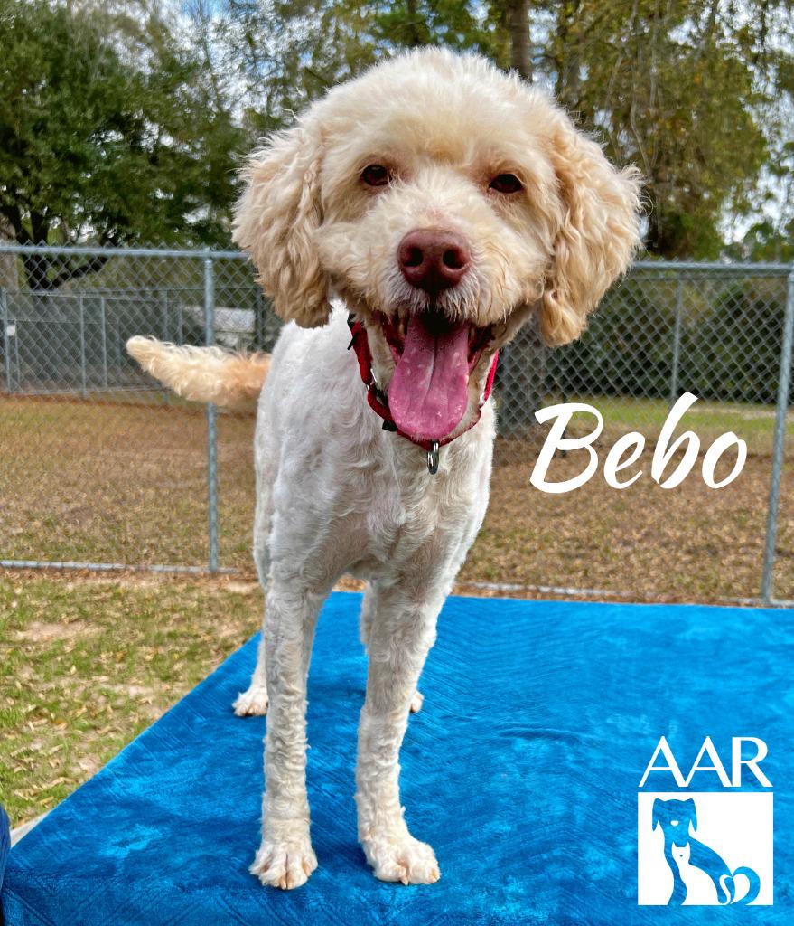 Enlarge Bebo, a Adoptable mixed breed in Magnolia, TX image 4/6