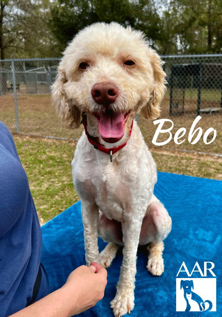 Enlarge Bebo, a Adoptable mixed breed in Magnolia, TX image 5/6