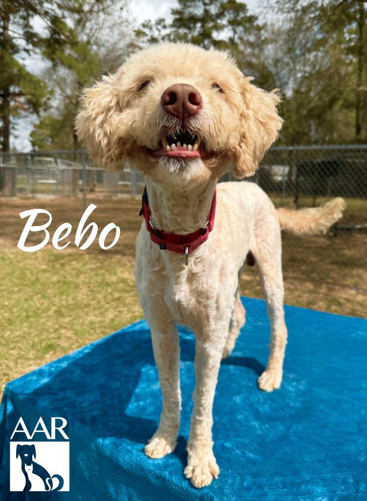 Enlarge Bebo, a Adoptable mixed breed in Magnolia, TX image 6/6