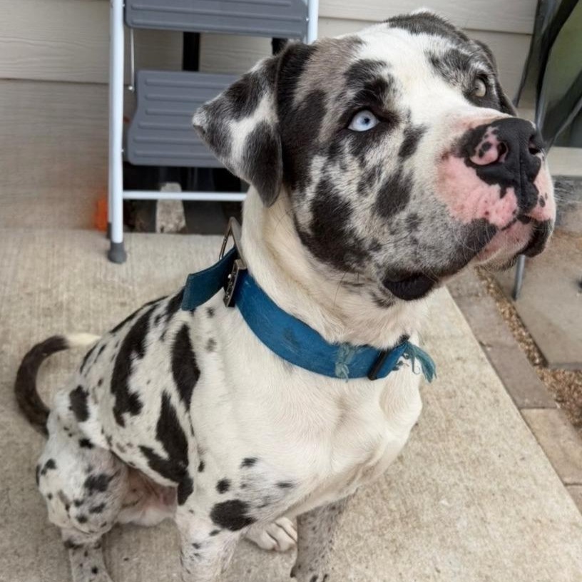 MooMoo, ADOPTABLE, Adult Male Great Dane & Catahoula Leopard Dog.