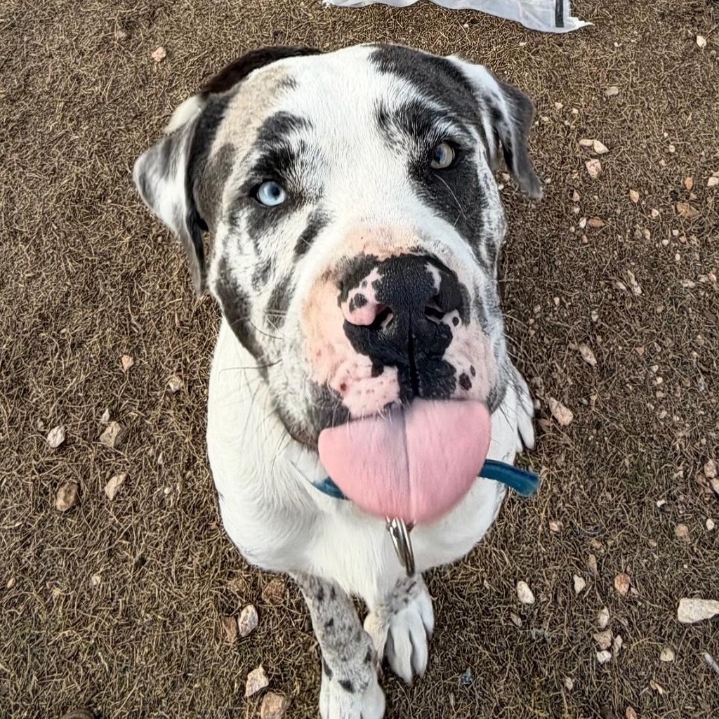 Enlarge MooMoo, a ADOPTABLE mixed breed in Chatham, NJ image 2/6