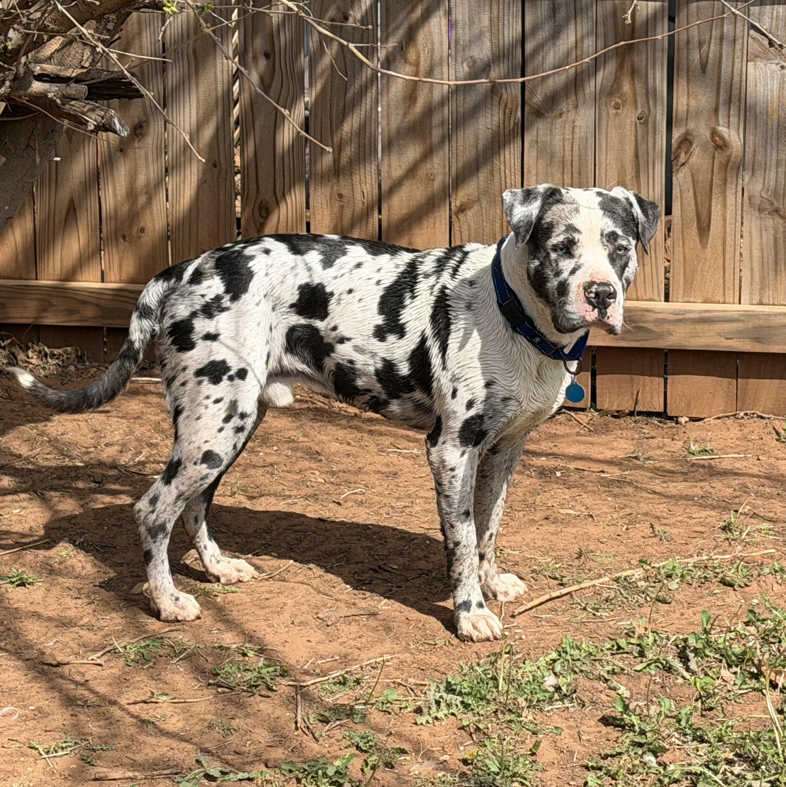 Enlarge MooMoo, a ADOPTABLE mixed breed in Chatham, NJ image 5/6