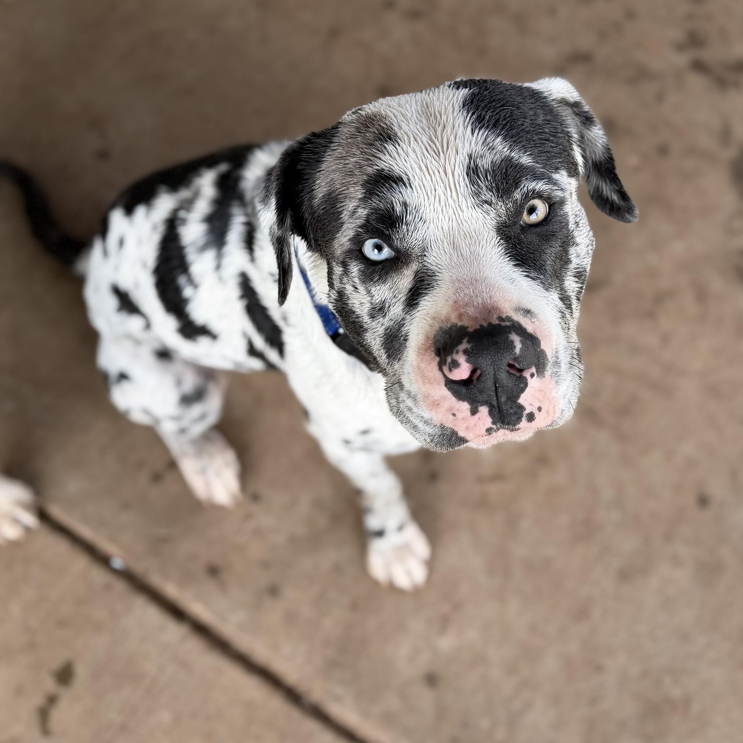 Enlarge MooMoo, a ADOPTABLE mixed breed in Chatham, NJ image 3/6